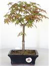 <b>Acero Deshojo</b> Esemplare Unico cm 29-57,00 €