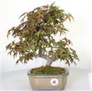 <b>Acero Deshojo</b> Esemplare Unico cm 34-298,00 €
