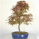 <b>Acero Deshojo</b> Esemplare Unico cm 55-260,00 €