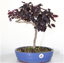 <b>Loropetalum</b> Esemplare Unico cm 45-69,00 €