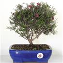 <b>Leptospermo </b> Esemplare Unico cm 27-49,00
