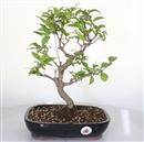 <b>Callicarpa</b> Esemplare Unico cm 38-198,00 €