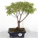 <b>Azalea Indica Rossa</b> Esemplare Unico cm 29-49,00 €