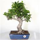 <b>Ficus Retusa</b> Esemplare Unico cm 45-99,00 € (10)