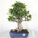 <b>Ficus Retusa</b> Esemplare Unico cm 46-99,00 € (10)