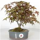 <b>Acero Deshojo</b> Esemplare Unico cm 26-130,00 €