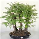 <b>Metasequoia Bosco</b> Esemplare Unico cm 43-160,00 &euro;