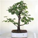 <b>Albero di Giuda</b> Esemplare Unico cm 60-298,00 €