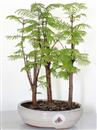 <b>Metasequoia Bosco </b> Esemplare Unico cm 26-39,80 €