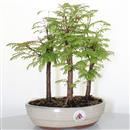 <b>Metasequoia Bosco</b> Esemplare Unico cm 27-49,80 €