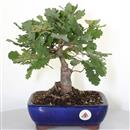 <b>Quercia</b> Esemplare Unico cm 29-55,00 €