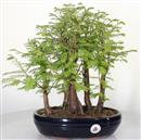 <b>Metasequoia Bosco</b> Esemplare Unico cm 37-140,00 €