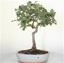 <b>Quercia</b> Esemplare Unico cm 50-97,00 €