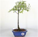 <b>Kaki</b> Esemplare Unico cm 38-99,00 €