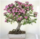 <b>Biancospino Giapponese Rosa</b> Esemplare Unico cm 60-550,00 €