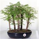 <b>Metasequoia Bosco</b> Esemplare Unico cm 38-140,00 €