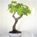 <b>Vite</b> Esemplare Unico cm 65-150,00 €