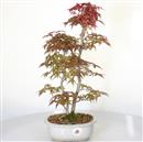 <b>Acero Deshojo</b> Esemplare Unico cm 44-280,00 €