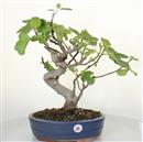 <b>Fico</b> Esemplare Unico cm 46-190,00 €