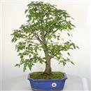 <b>Acero Tridente</b> Esemplare Unico cm 57-290,00 €