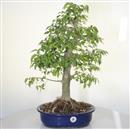 <b>Bagolaro</b> Esemplare Unico cm 62-290,00 €