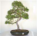 <b>Olmo Cinese</b> Esemplare Unico cm 62-240,00 €