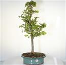 <b>Albero Pagoda</b> Esemplare Unico cm 72-240,00 €