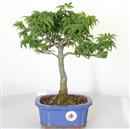 <b>Acero Shishigashira</b> Esemplare Unico cm 33-199,00 €