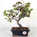 <b>Ciliegio da Fiore Pissardii</b> Esemplare Unico cm 29-99,00 €