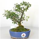 <b>Chaenomeles Red Kimono</b> Esemplare Unico cm 26-125,00 €