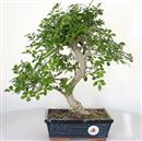 <b>Frassino Cinese</b> Esemplare Unico cm 34-130,00 €