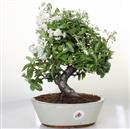 <b>Piracanta</b> Esemplare Unico cm 32-130,00 €