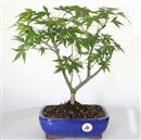 <b>Acero Corticosa Arakawa</b> Esemplare Unico cm 40-99,00 €