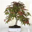 <b>Acero Deshojo</b> Esemplare Unico cm 56-360,00 € novi