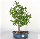 <b>Melograno</b> Esemplare Unico cm 45-130,00 €