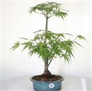 <b>Acero Corticosa Arakawa</b> Esemplare Unico cm 50-99,00 €