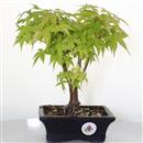 <b>Acero Katsura</b> Esemplare Unico cm 27-57,00 €