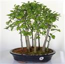 <b>Bagolaro Bosco</b> Esemplare Unico cm 41-240,00 €