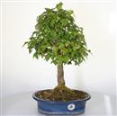 <b>Acero Tridente</b> Esemplare Unico cm 48-260,00 €