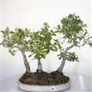 <b>Quercia Bosco</b>  Esemplare Unico cm 55-198,00 €