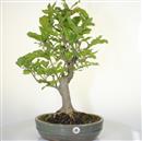 <b>Magnolia Kobus</b> Esemplare Unico cm 58-290,00 €