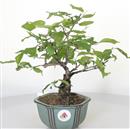 <b>Albicocco Giapponese Rosa</b> Esemplare Unico cm 31-99,00