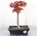 <b>Acero Deshojo</b> Esemplare Unico cm 38-98,00 € venduto