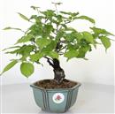 <b>Albicocco Giapponese Rosa</b> Esemplare Unico cm 30-99,00 €