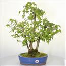 <b>Acero Tridente</b> Esemplare Unico cm 51-290,00 €