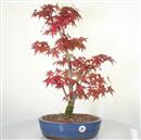 ..<b>Acero Deshojo</b> Esemplare Unico cm 58-260,00 €