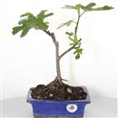 <b>Fico</b> Esemplare Unico cm 30-39,00 €