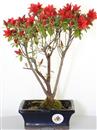 <b>Azalea Indica Rossa</b> Esemplare Unico cm 32-49,00 €