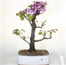 <b>Albero di Giuda</b> Esemplare Unico cm 58-298,00 €