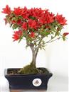 <b>Azalea Indica Rossa</b> Esemplare Unico cm 27-49,00 €